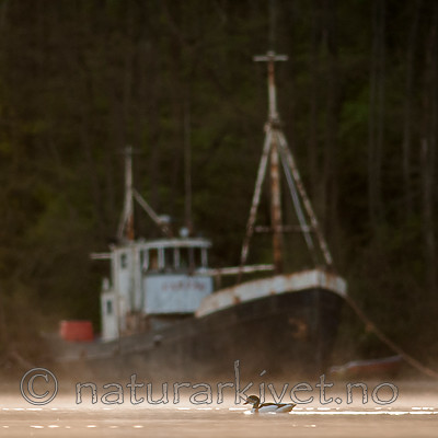 BB 07 0170 / Tadorna tadorna / Gravand